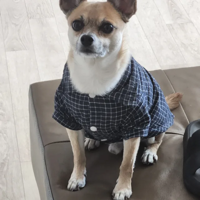 돌돌스