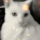 담덕앙고라