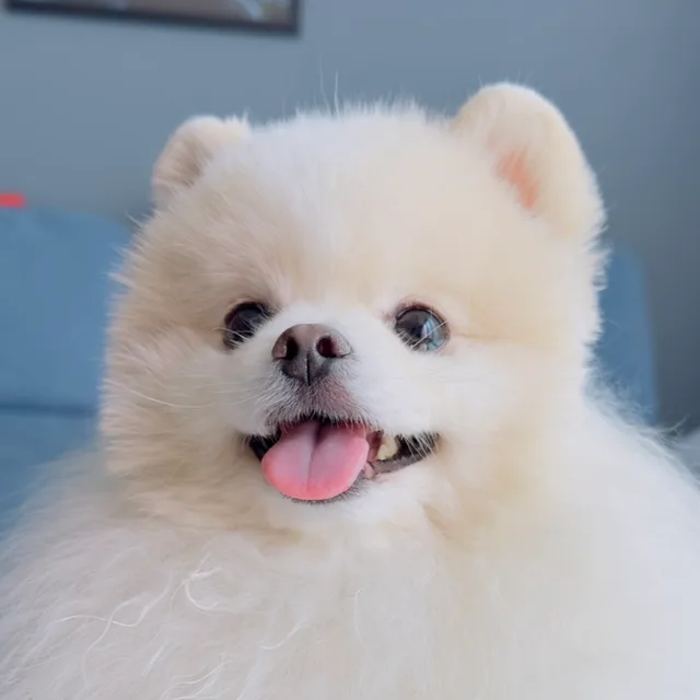 프로틴바