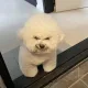 류사랑