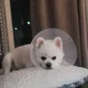 쥬민74비봉여