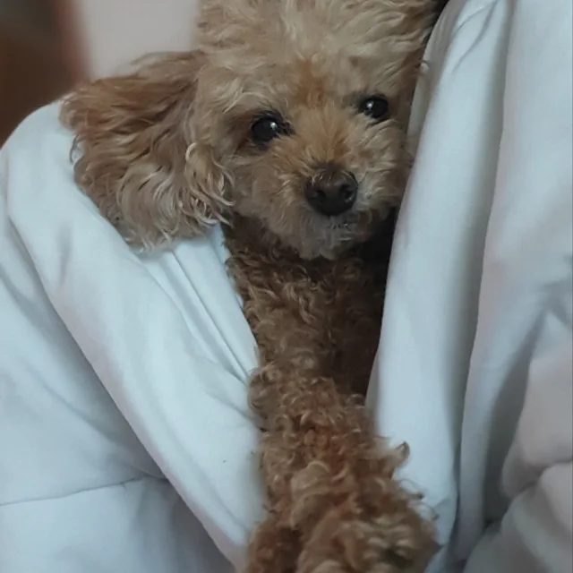 우리집막내딸