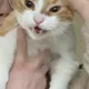 밍아