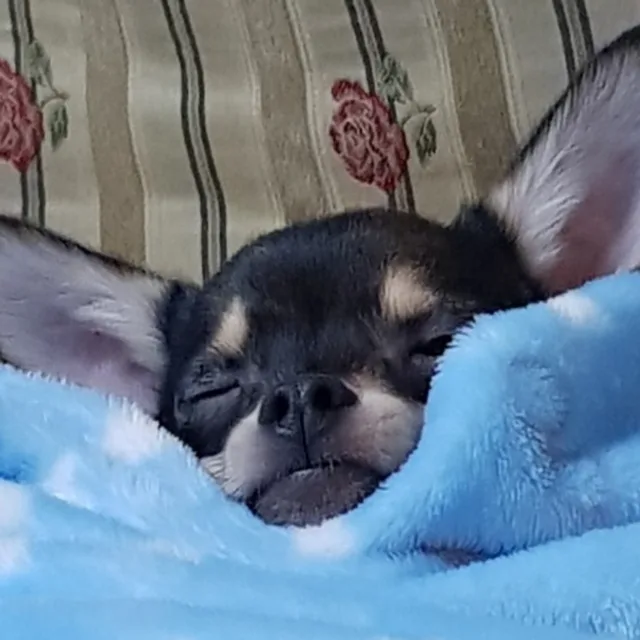후추