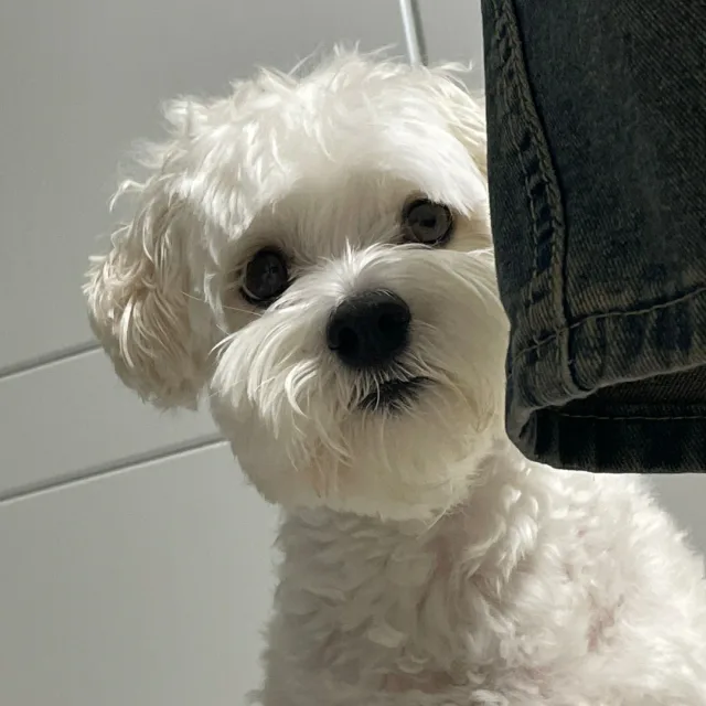 희둥이귀염둥이