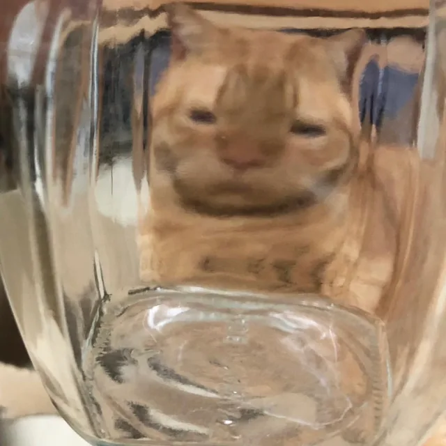 대왕하리보