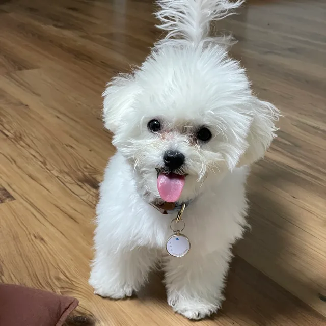 강온이
