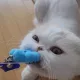 냥이집사