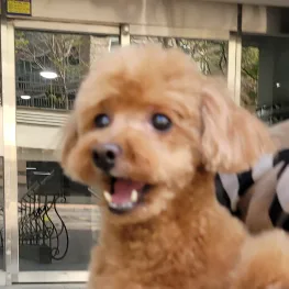벽시