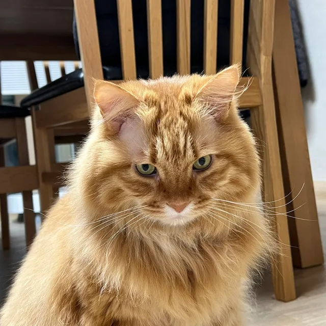 곰돌잉