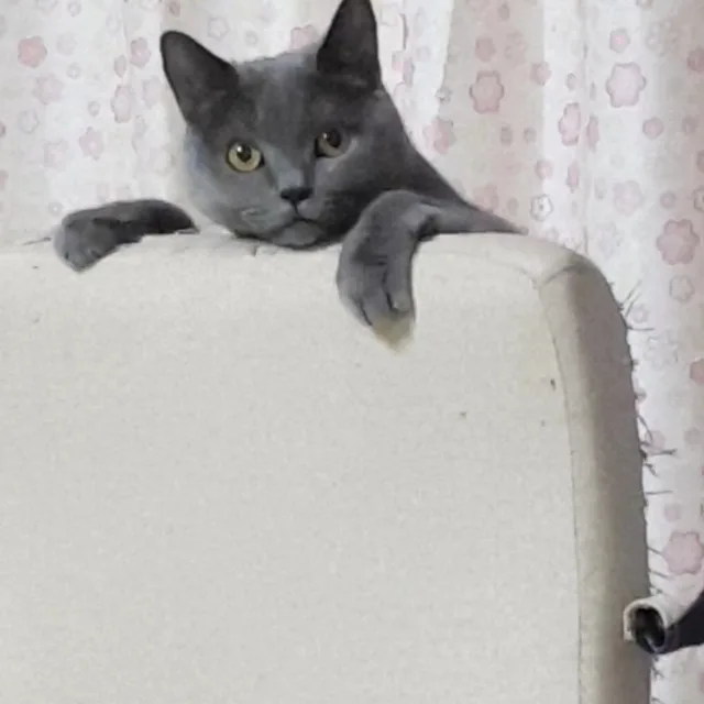 코코모모