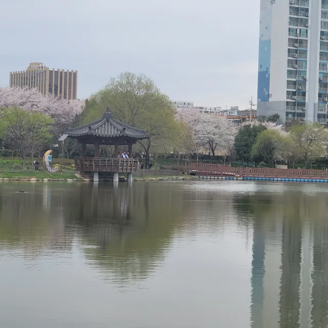 돌배사랑