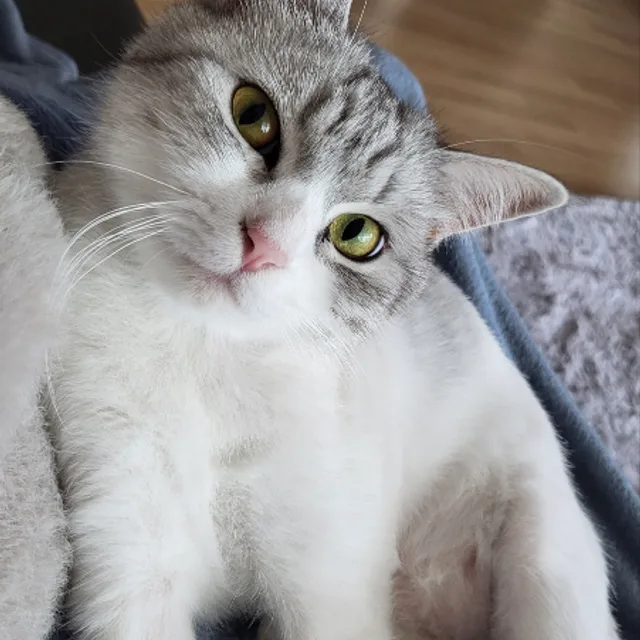 하이하이제