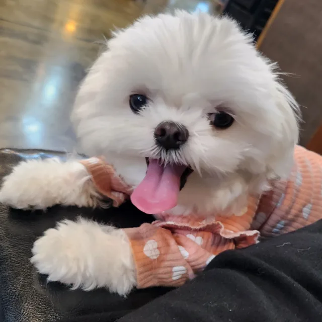 기욤망고