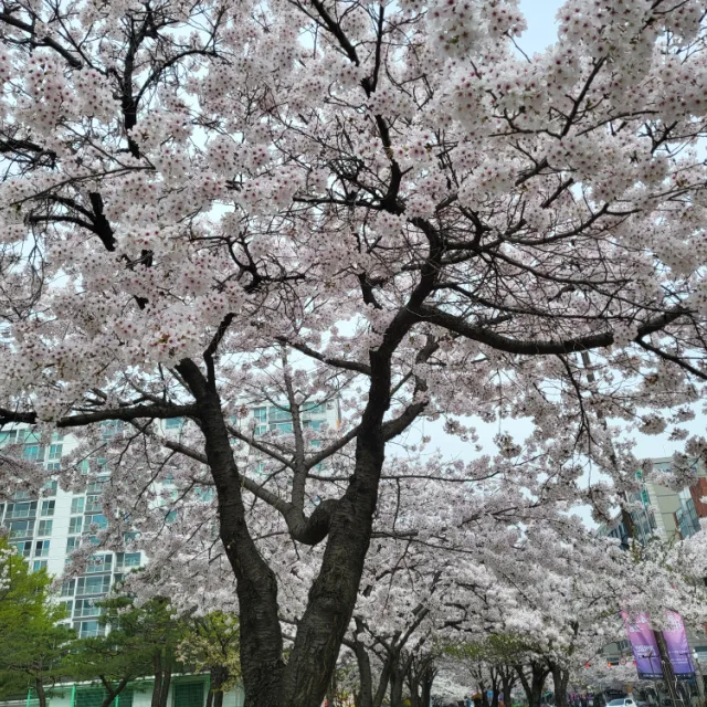 쮸인