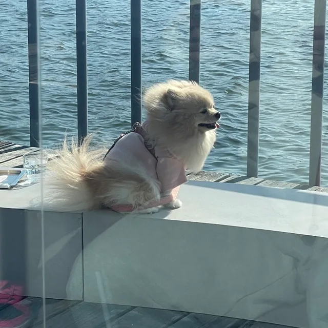 브리밋