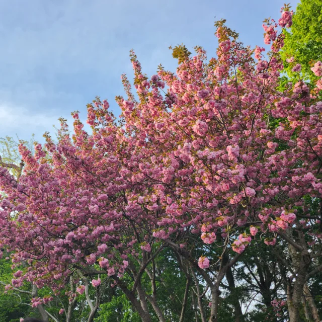 보경
