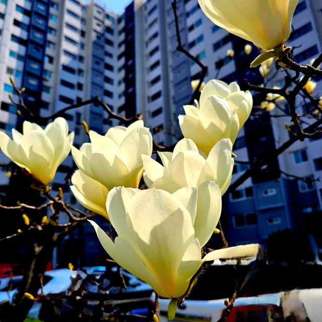 파트라6775
