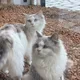 댕잉
