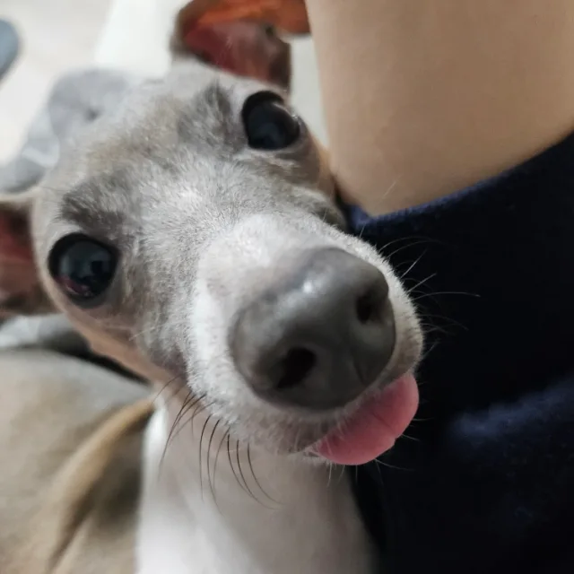 조이로