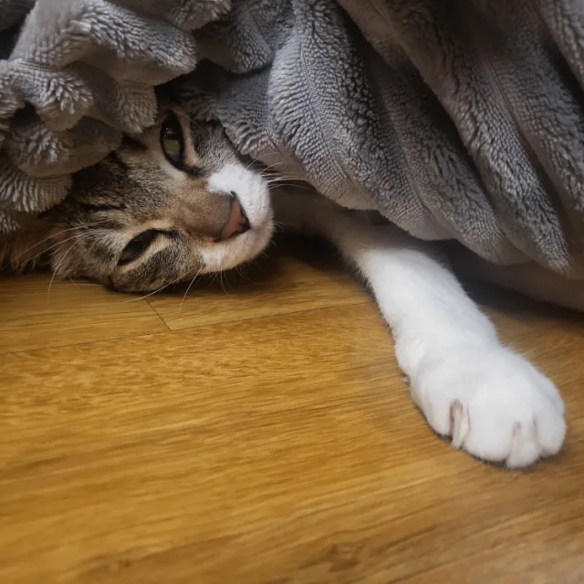 이에하루