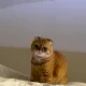 몽실이