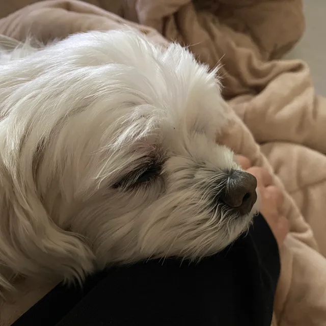 꺄아아아우아앙