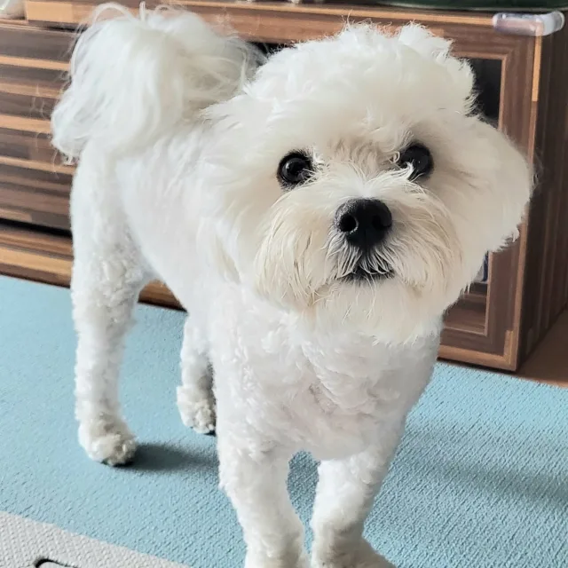 하리