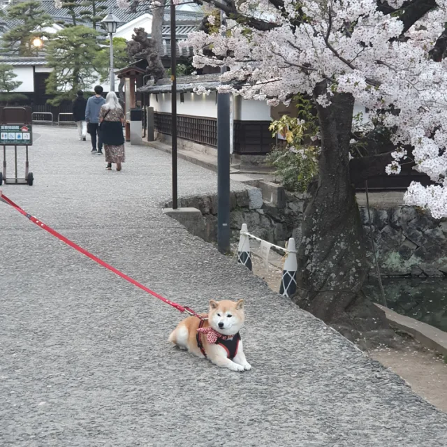바하마