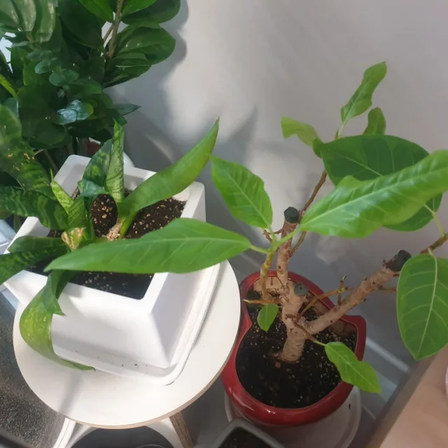 프리지아