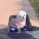 보고싶은진로