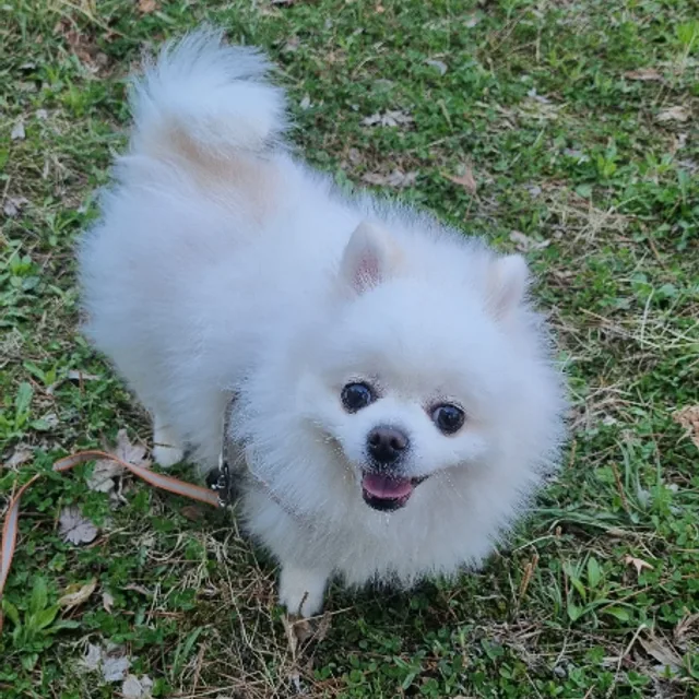규리