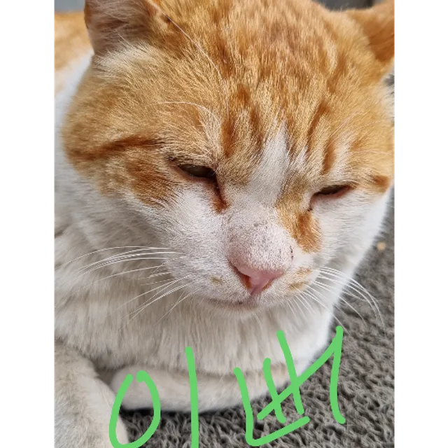초록이