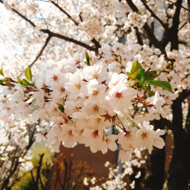 아따라맘