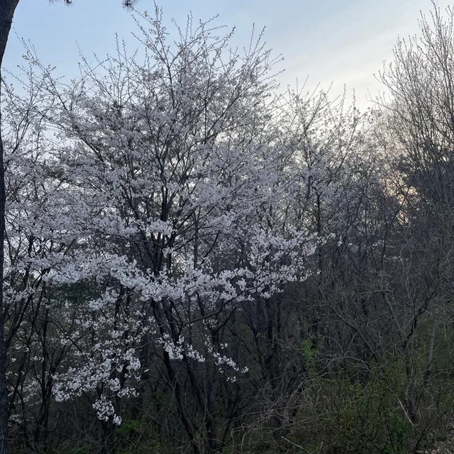 벚꽃나무