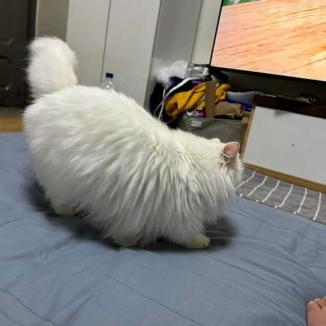 망고1
