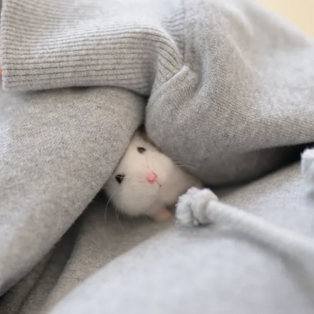 또잉또잉