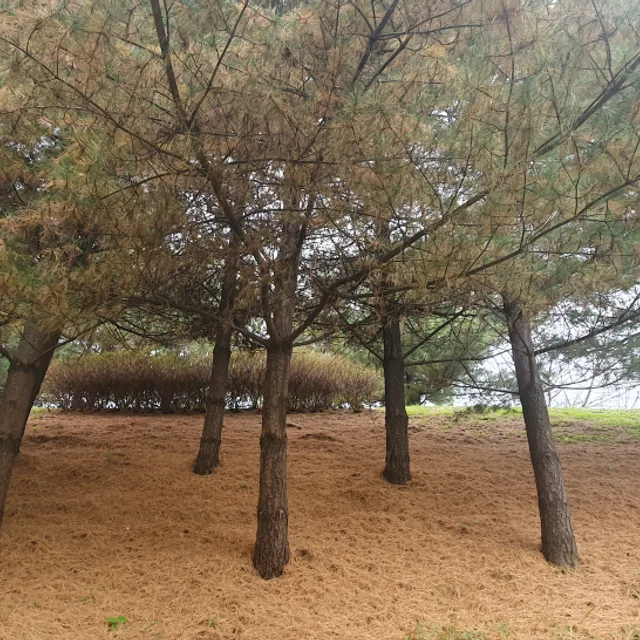 요한세바스찬바흐