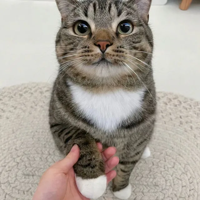 MR