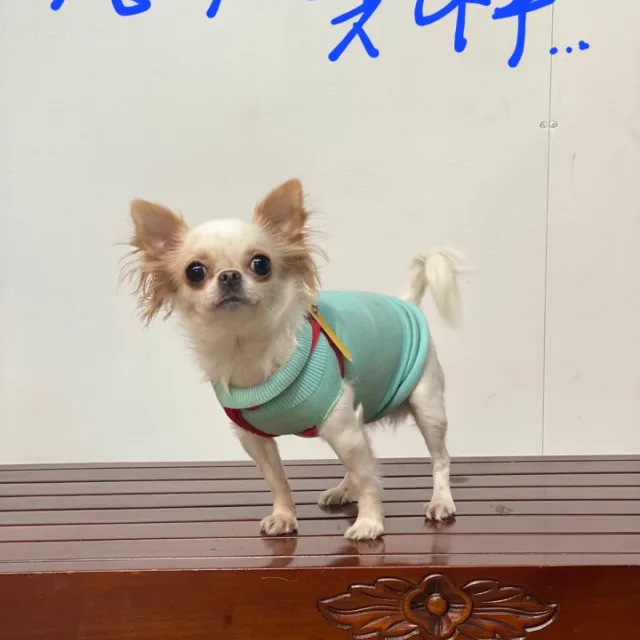인성조아