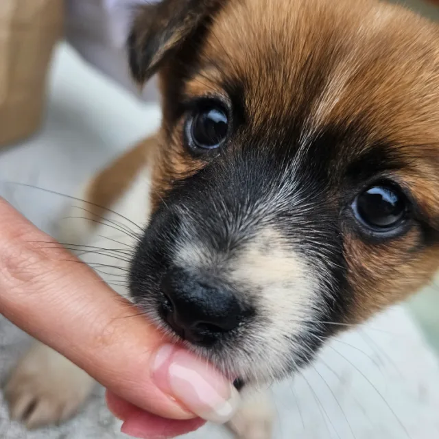 쥬녜호