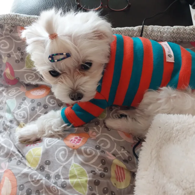 똥구두