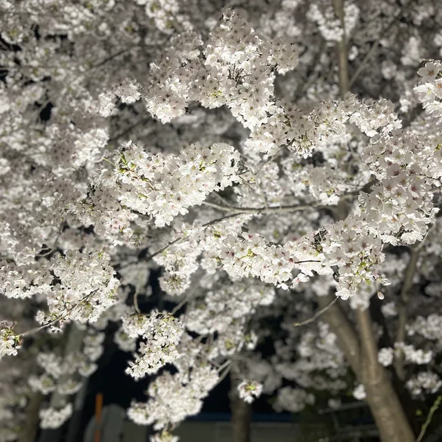 꿀복숭아