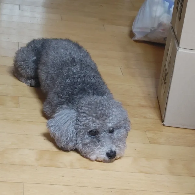 천공마왕