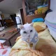 띵뚱