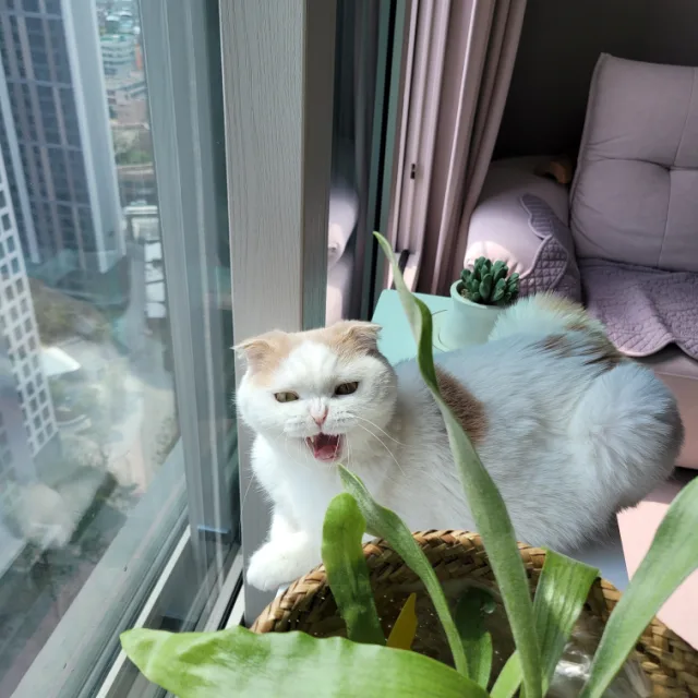 레이러버
