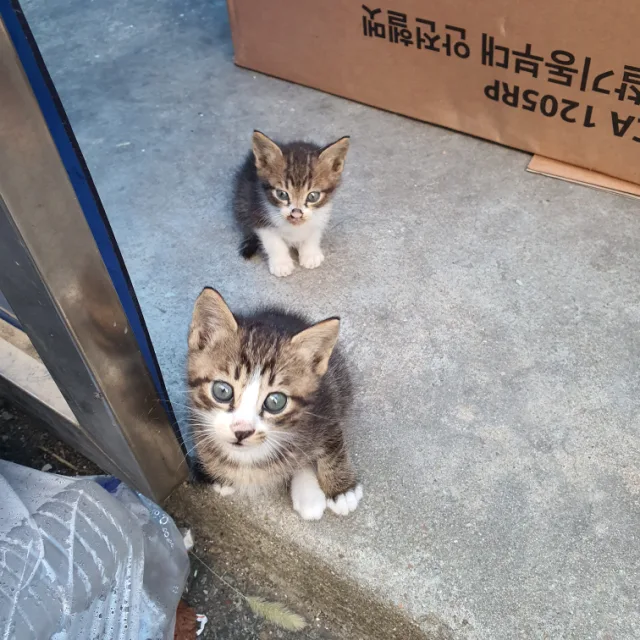 수지냐옹이