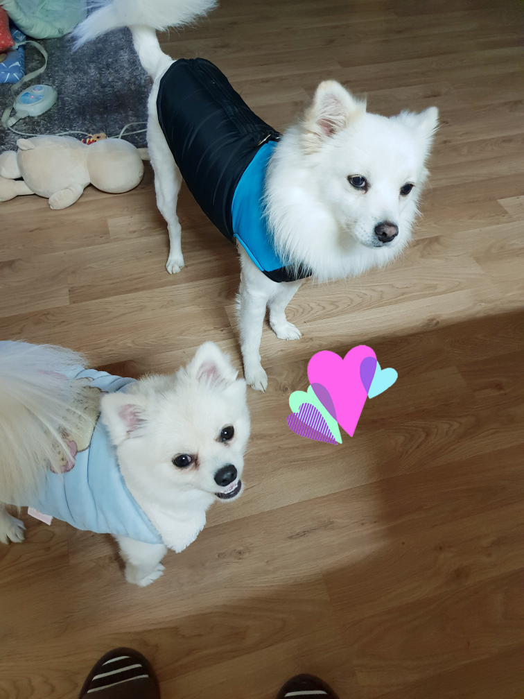 독앤캣맘
