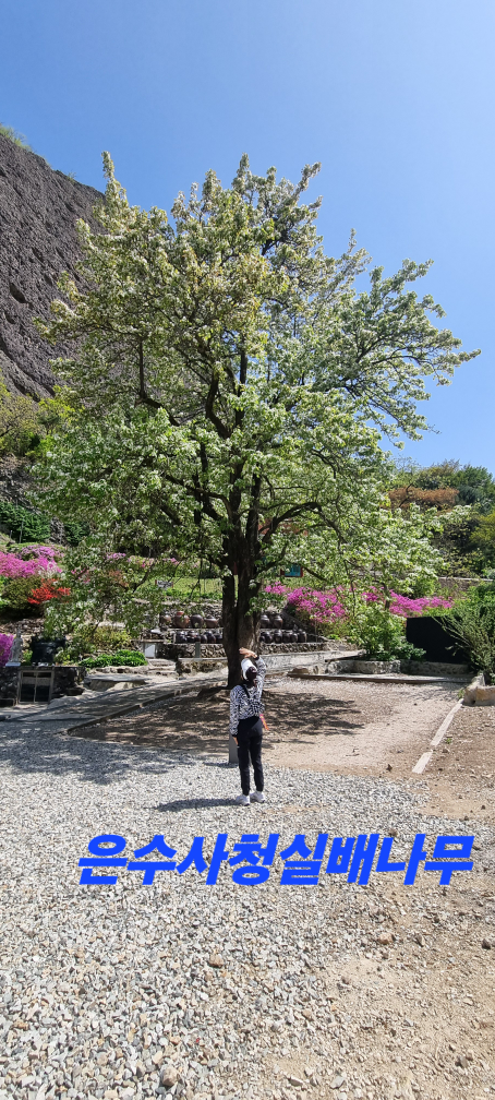 귤향기