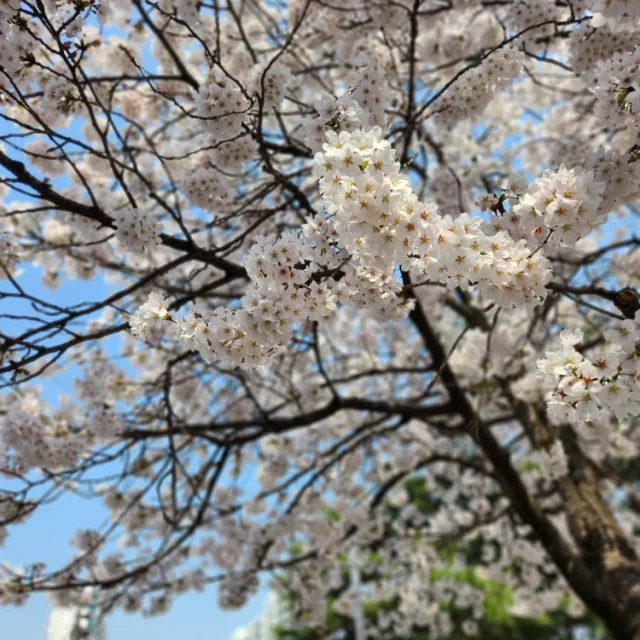 노랑이쑥쑥